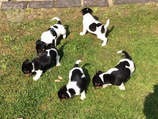 PoulaTo: Εκπληκτικά κουτάβια Jack Russell